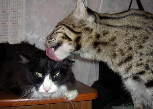 开云网页版登录入口-“西甲领头羊稳步推进，夺冠希望逐渐下放”，西甲足球冠军